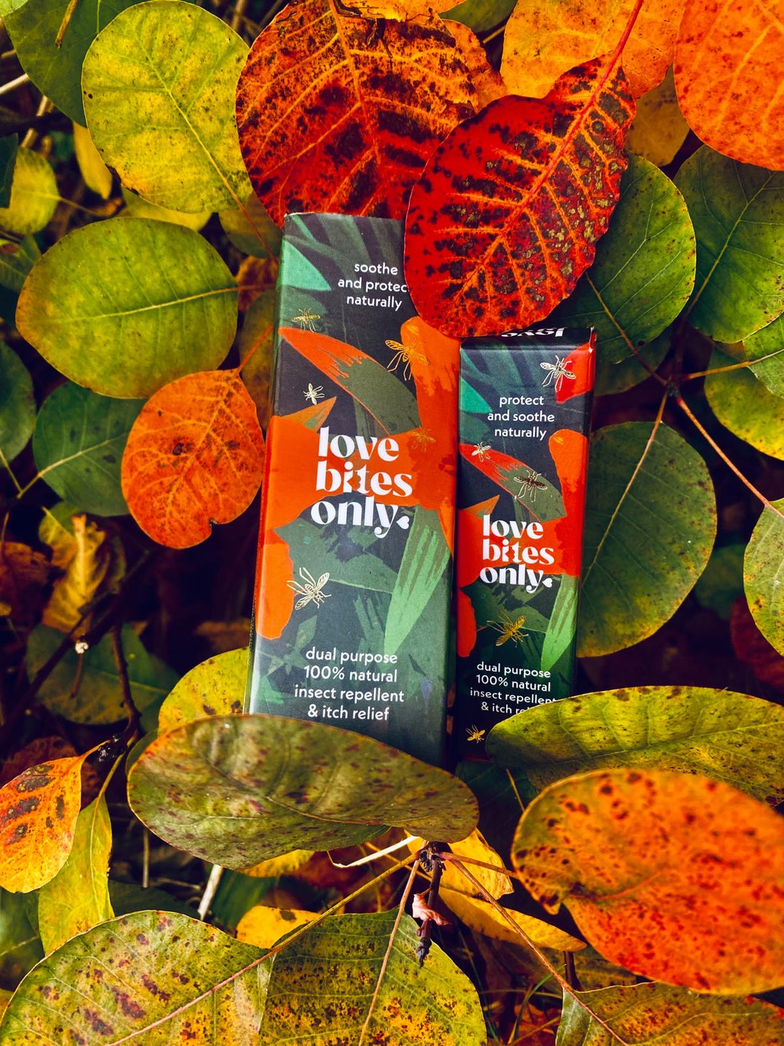 Where Do Mosquitoes Go in Autumn? The Hidden Season of the Bite