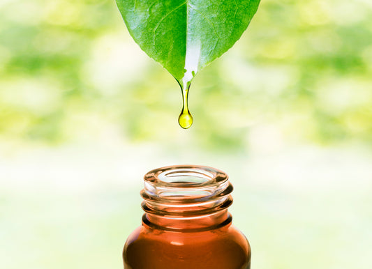The Science Behind Natural Insect Repellents: What Really Works?